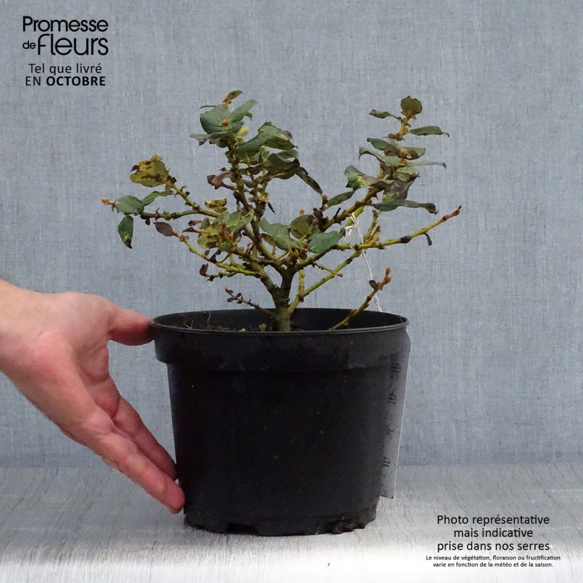 Salix lanata - Willow 2L/3L pot sample as delivered in autumn