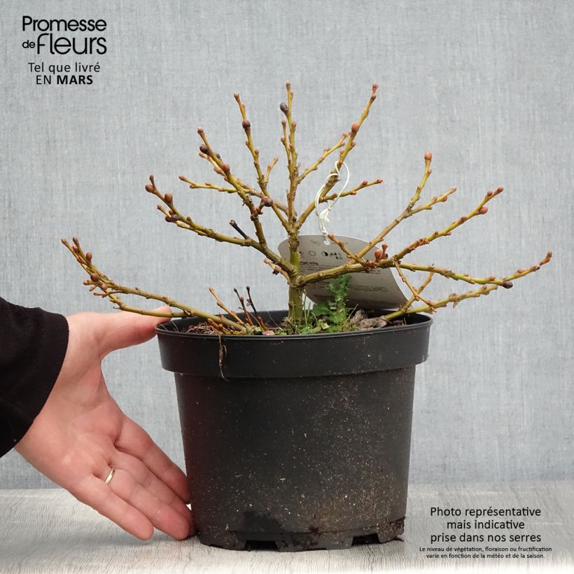 Salix lanata - Willow 2L/3L pot sample as delivered in spring