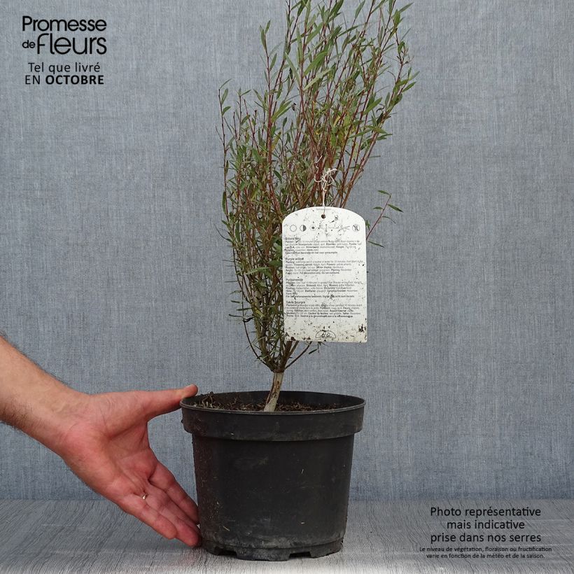 Salix purpurea Nana - Purple Willow 2L/3L pot sample as delivered in autumn