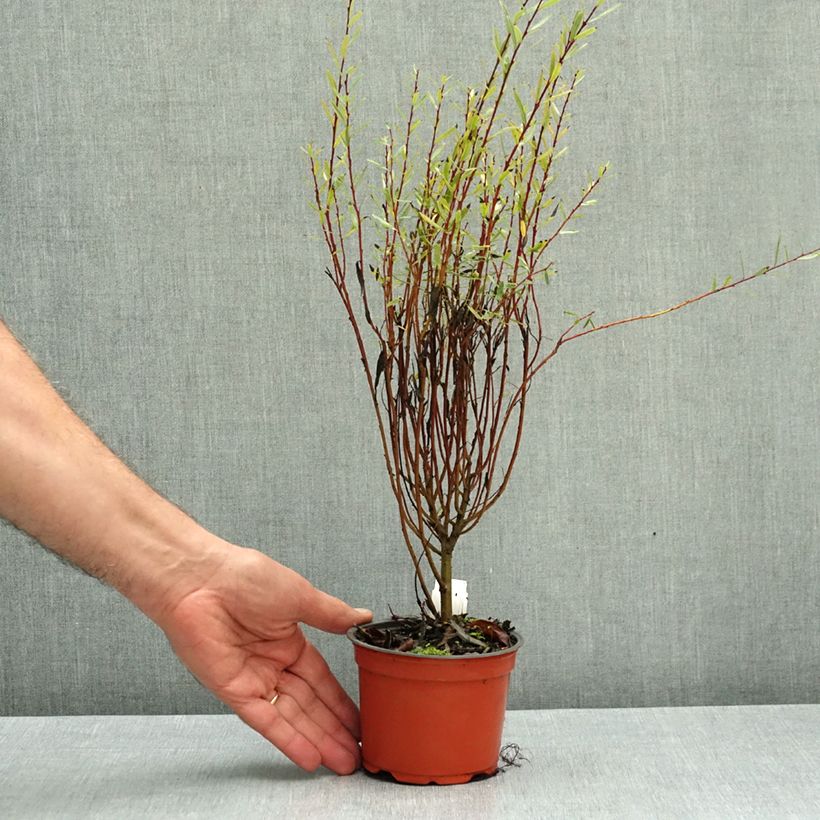 Salix purpurea Nana - Purple Willow 8/9 cm pot sample as delivered in autumn