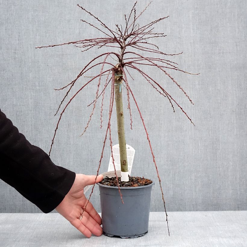 Salix repens Armando 1.5L/2L pot sample as delivered in winter