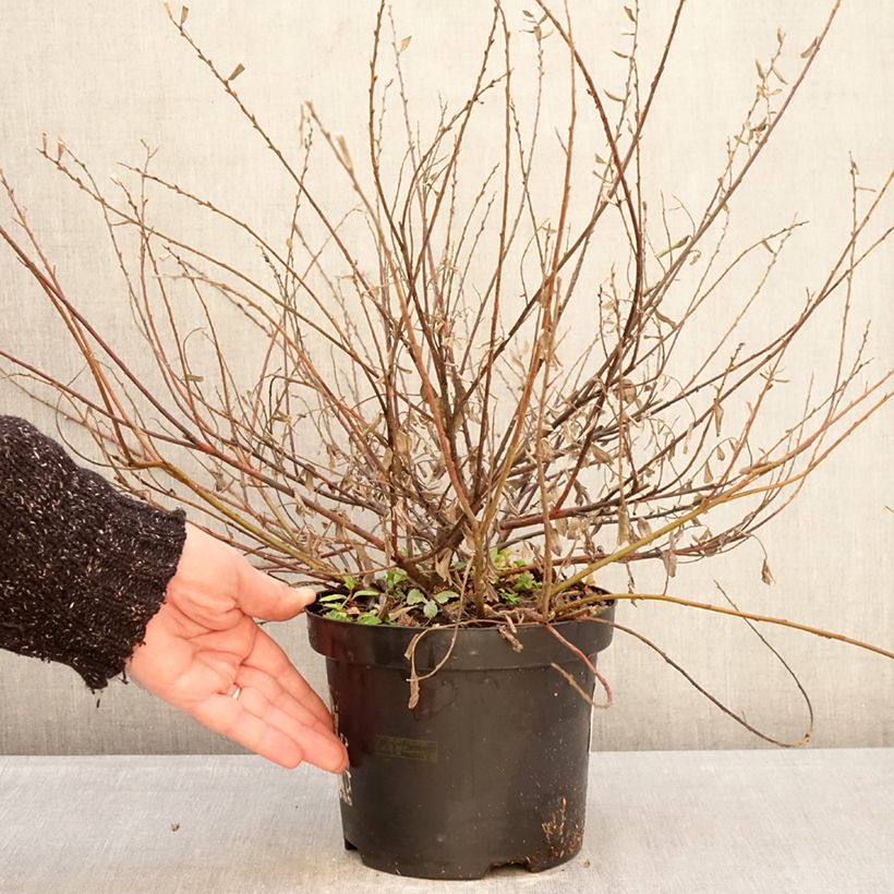 Salix repens var. nitida  - Creeping Willow 2L/3L pot sample as delivered in winter