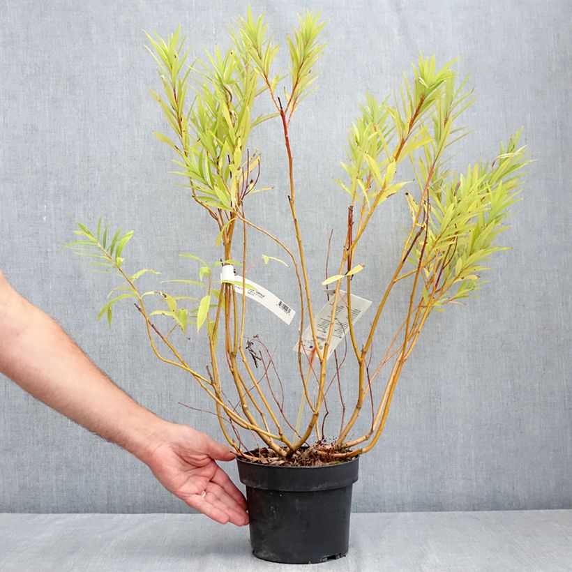 Salix sachalinensis Sekka - Sachalin Willow 3L/4L pot sample as delivered in summer