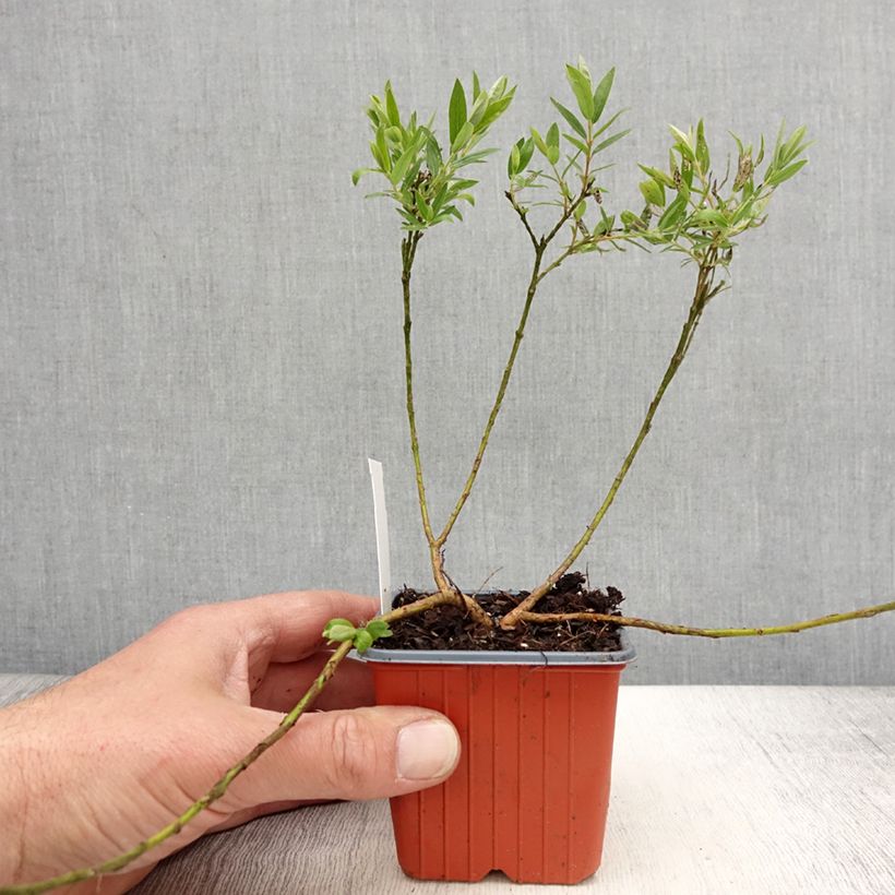 Salix subopposita - Willow 8/9 cm pot sample as delivered in spring