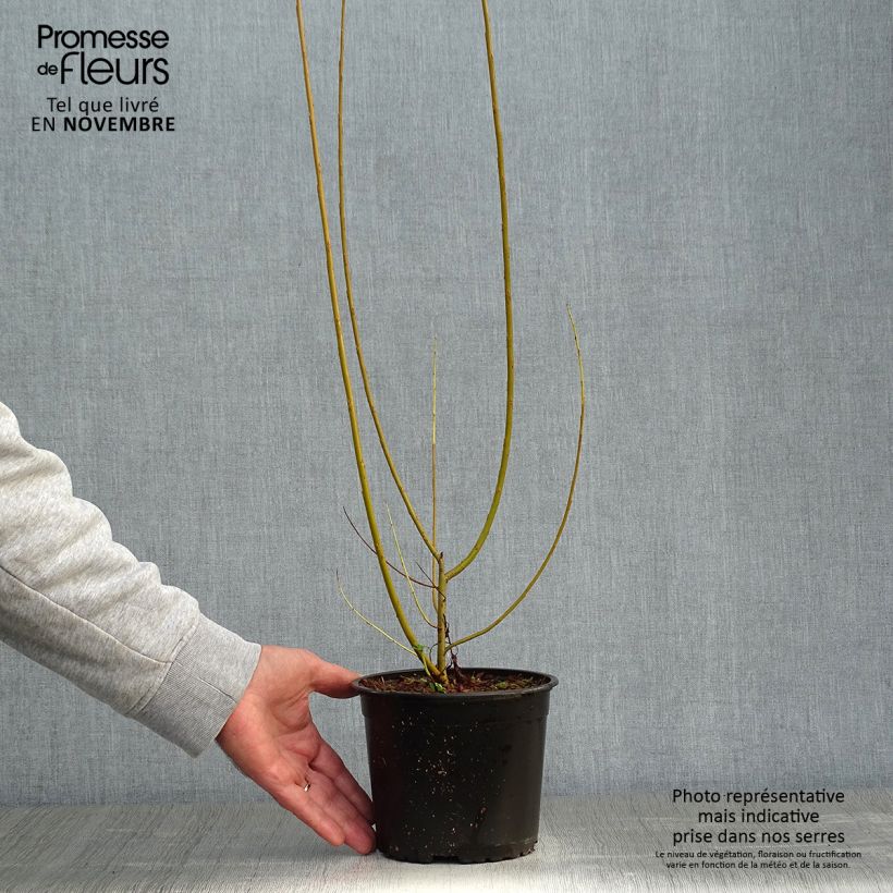 Salix viminalis - Basket Willow 1.5L/2L pot sample as delivered in autumn