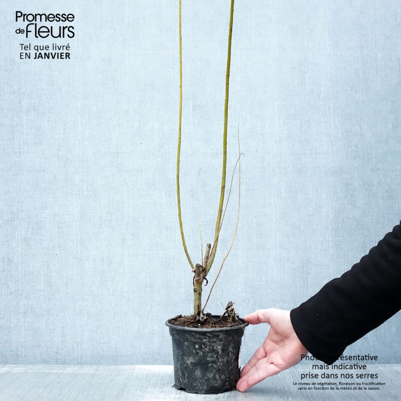 Salix viminalis - Basket Willow 1.5L/2L pot sample as delivered in winter