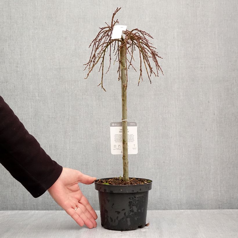 Salix simulatrix - Dwarf willow 2L/3L pot, Standard sample as delivered in autumn