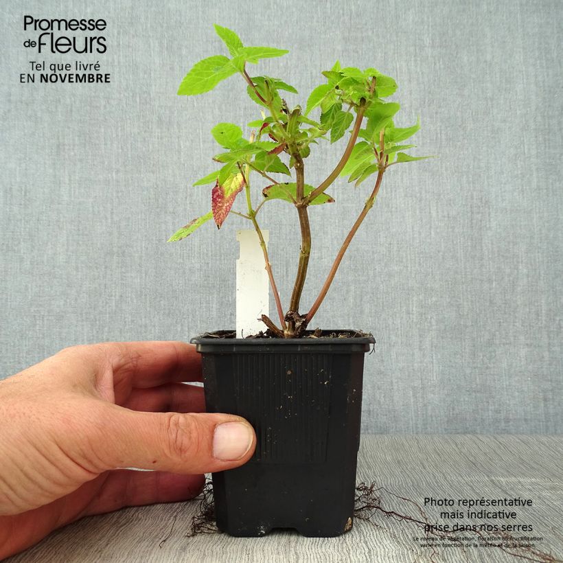 Salvia x guaranitica Amante 8/9 cm pot sample as delivered in autumn