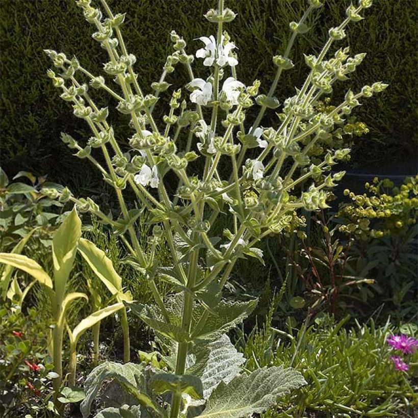 Salvia argentea (Plant habit)