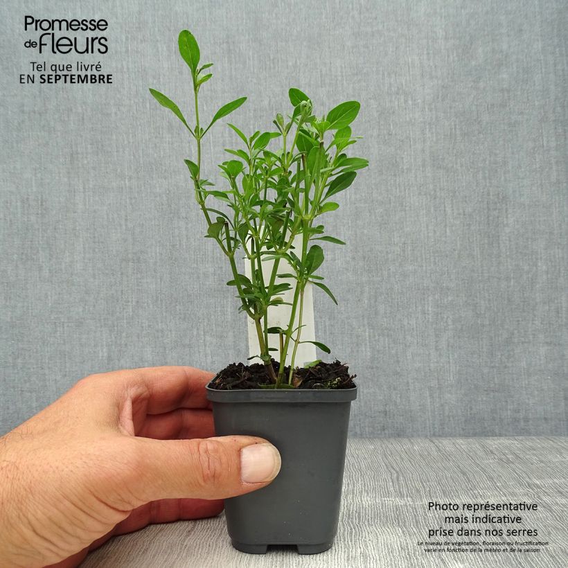 Salvia jamensis Violette de Loire 8/9 cm pot sample as delivered in autumn