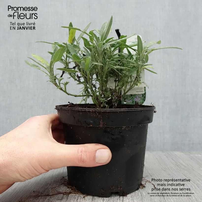 Salvia lavandulifolia  1.5L/2L pot sample as delivered in winter