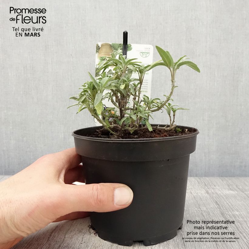 Salvia lavandulifolia  1.5L/2L pot sample as delivered in spring