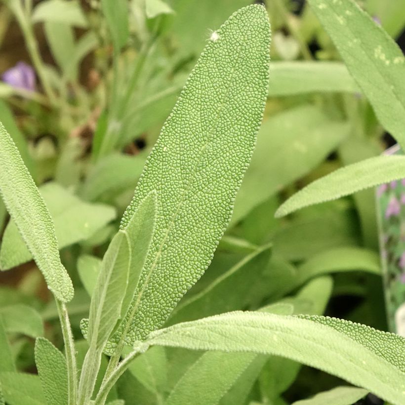 Salvia lavandulifolia (Foliage)