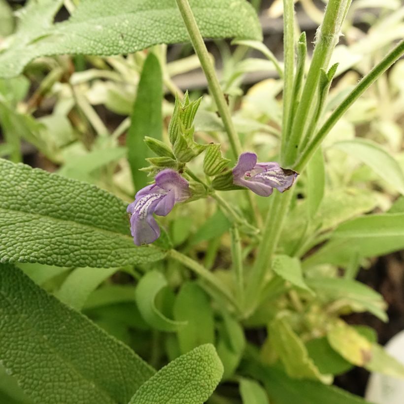 Salvia lavandulifolia (Flowering)