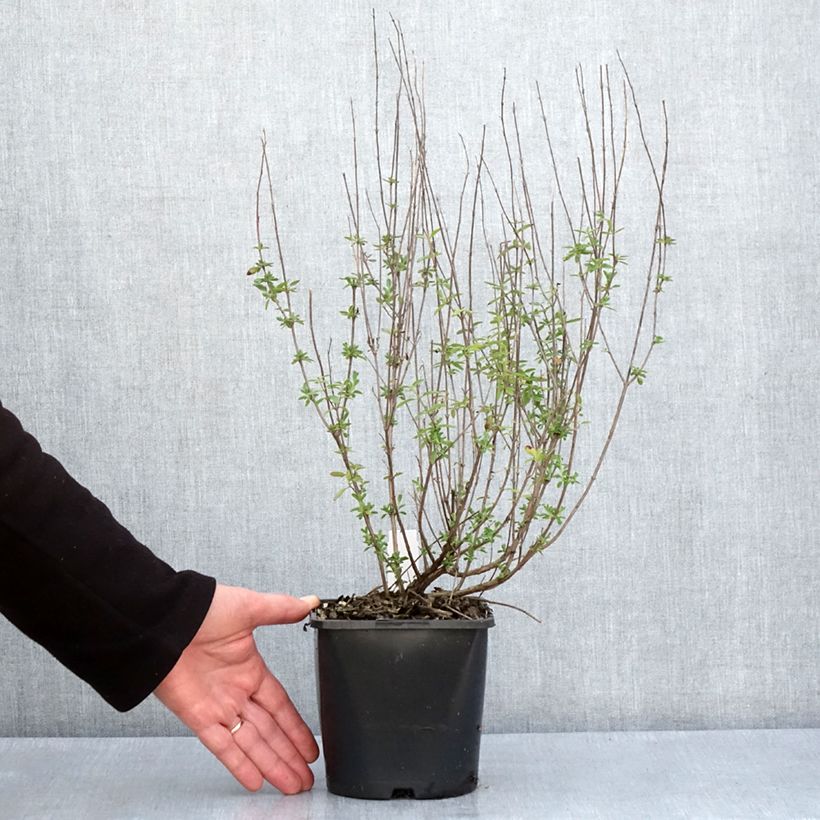 Salvia microphylla Delice Fiona 2L/3L pot sample as delivered in spring