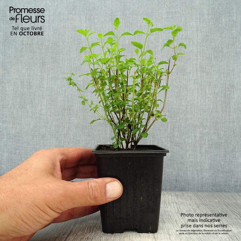 Salvia microphylla Little Kiss 8/9 cm pot sample as delivered in autumn