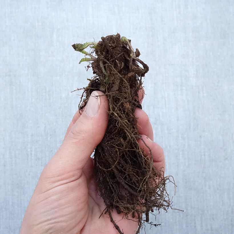 Salvia nemorosa Blauhügel - Woodland Sage Bare root sample as delivered in winter