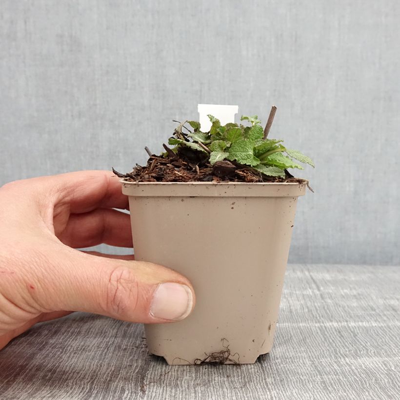 Salvia nemorosa Blue Bouquetta 'Alklf' 8/9 cm pot sample as delivered in spring