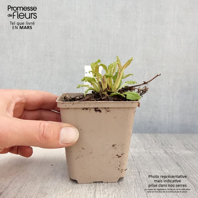 Salvia nemorosa Bumblesky - Woodland Sage 8/9 cm pot sample as delivered in spring