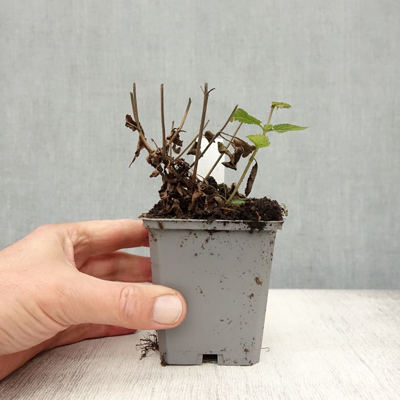 Salvia nemorosa Caradonna Compact - Woodland Sage 8/9 cm pot sample as delivered in autumn
