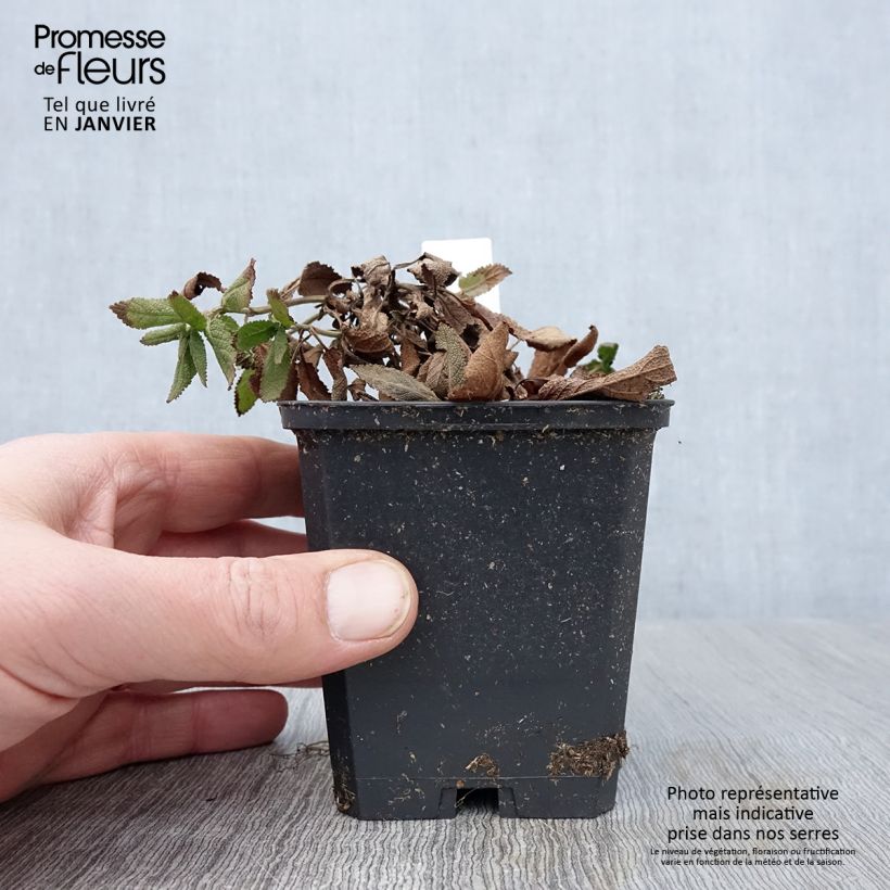 Salvia nemorosa Caradonna Compact - Woodland Sage 8/9 cm pot sample as delivered in winter