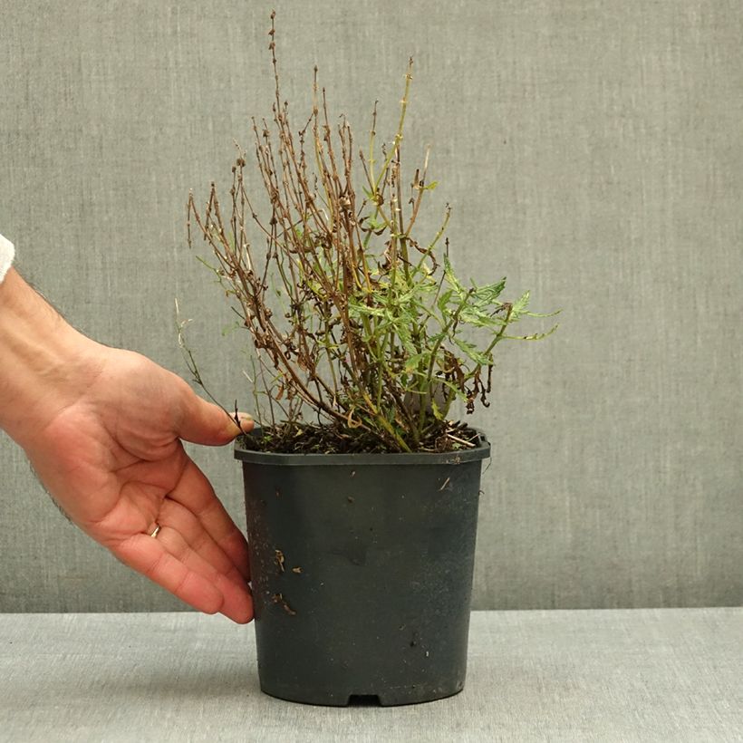 Salvia nemorosa Feathers Flamingo Bocoffla 1L/1.5L pot sample as delivered in autumn