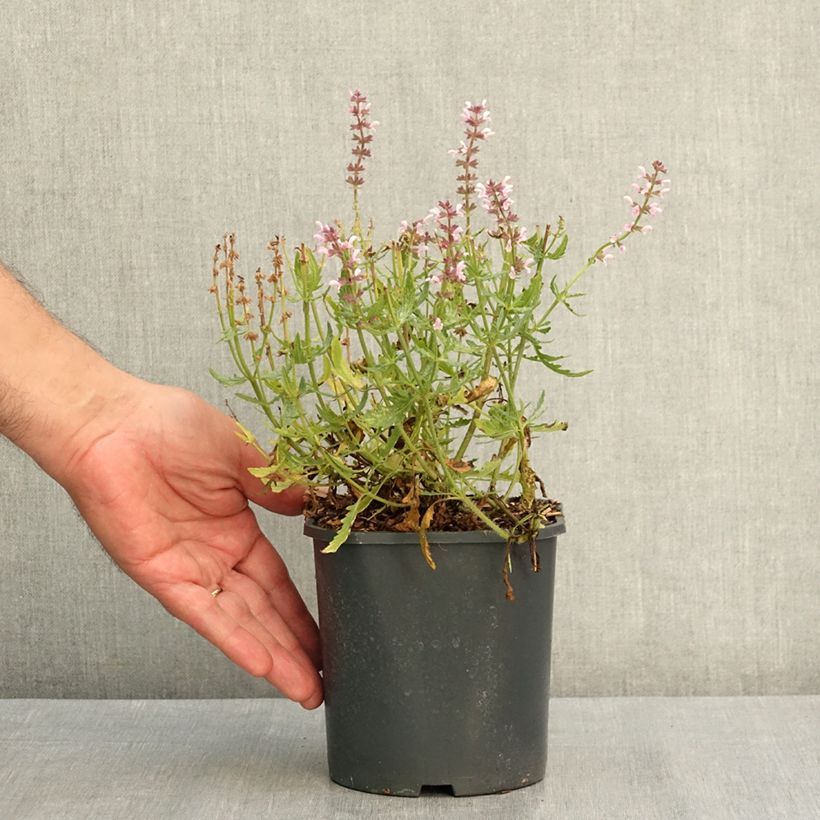 Salvia nemorosa Feathers Flamingo Bocoffla 1L/1.5L pot sample as delivered in summer