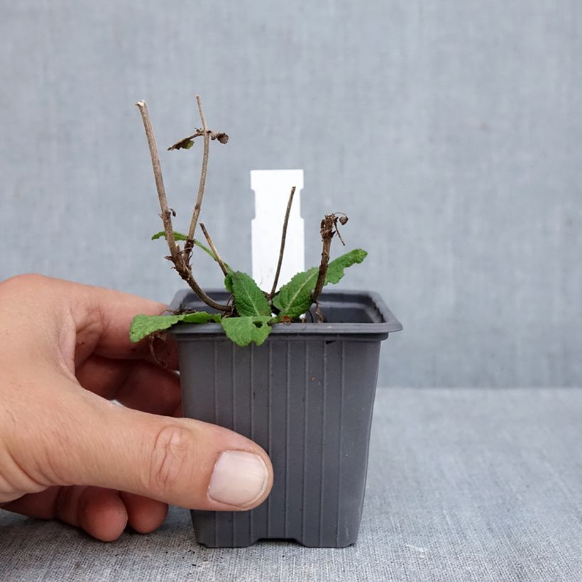 Salvia x sylvestris Lyrical Katsjing 8/9 cm pot sample as delivered in autumn