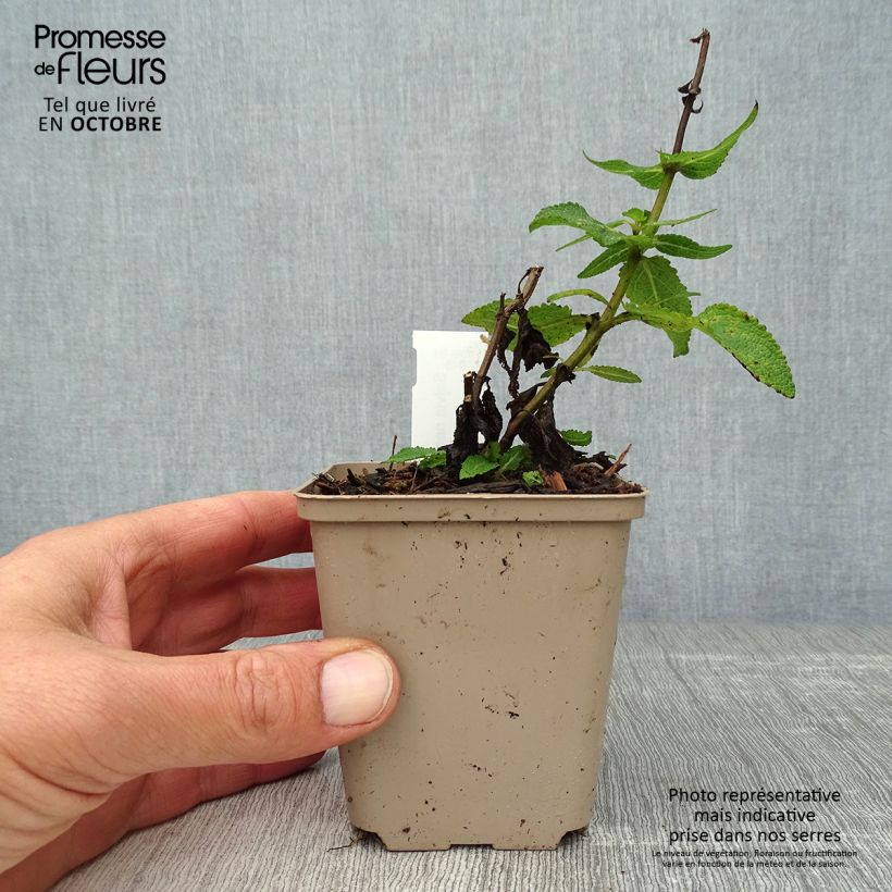Salvia nemorosa Lubecca - Sauge des bois 8/9 cm pot sample as delivered in autumn