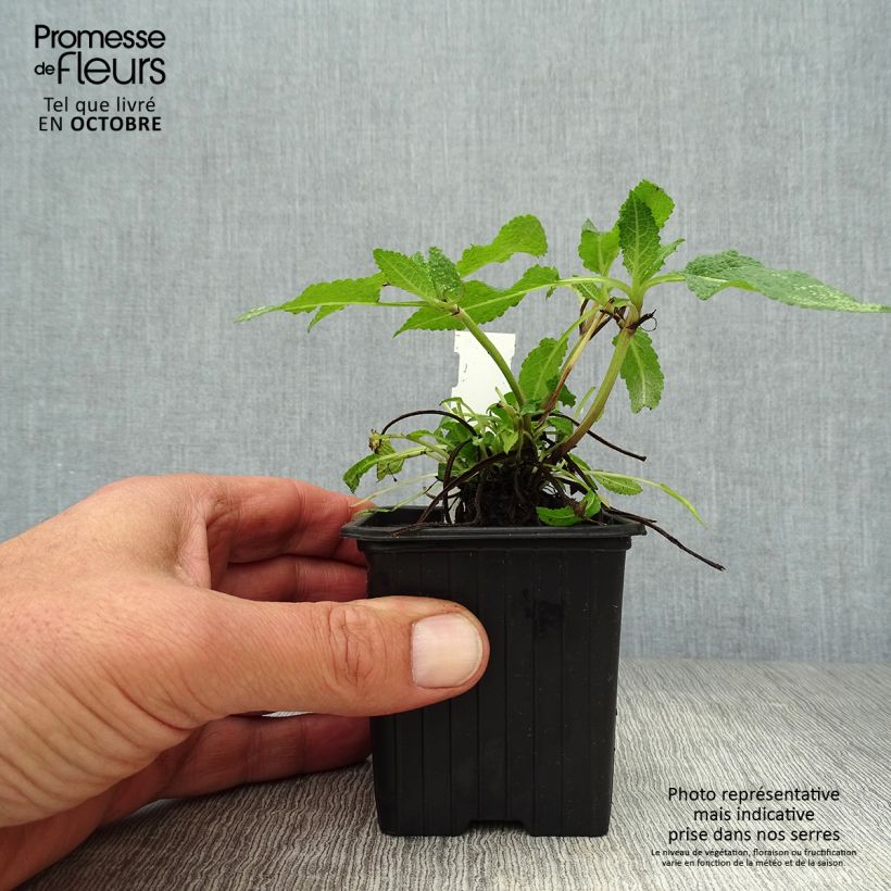 Salvia nemorosa Mainacht - Woodland Sage 8/9 cm pot sample as delivered in autumn