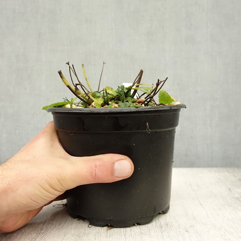 Salvia nemorosa Mainacht - Woodland Sage 2L/3L pot sample as delivered in autumn
