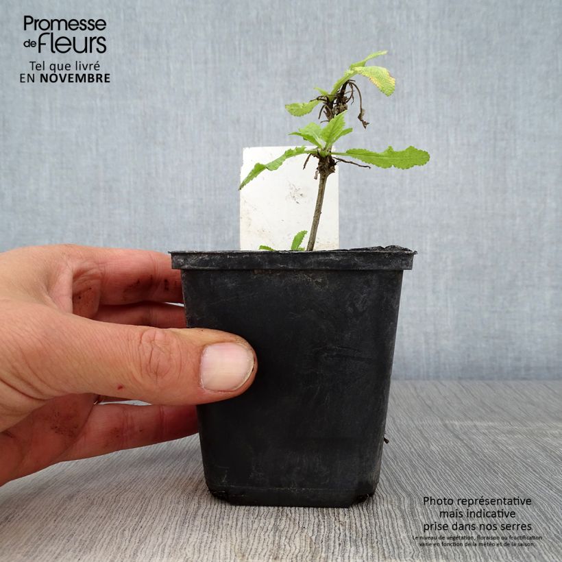 Salvia nemorosa Marcus 'Haeumanarc' 8/9 cm pot sample as delivered in autumn