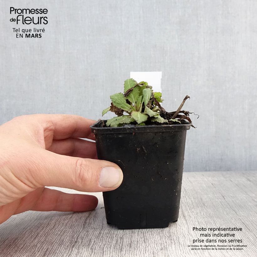 Salvia nemorosa Rose Queen - Woodland Sage 8/9 cm pot sample as delivered in spring