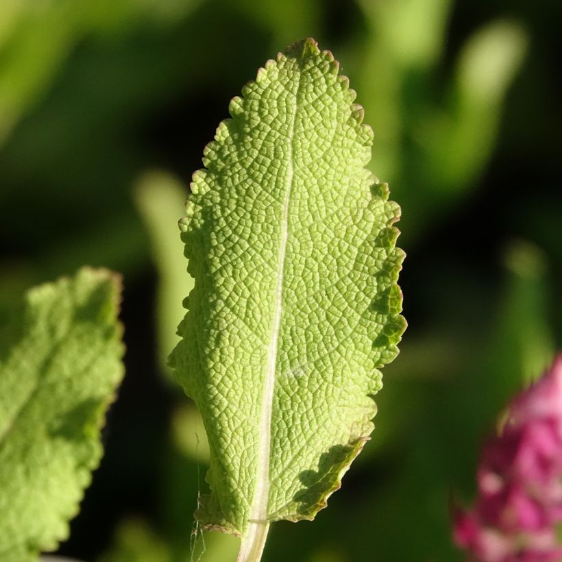 Salvia nemorosa Rose Queen - Woodland Sage (Foliage)