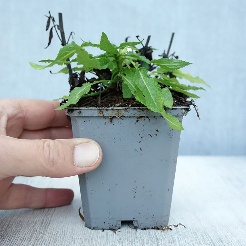 Salvia nemorosa Salute White - Woodland Sage 8/9 cm pot sample as delivered in autumn