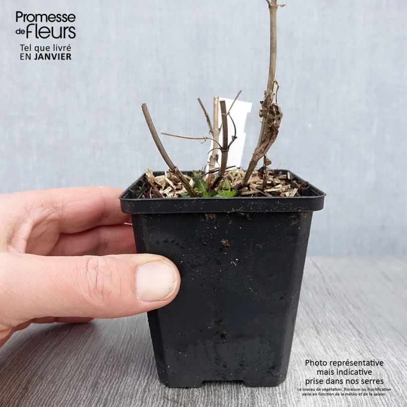 Salvia nemorosa Salute White - Woodland Sage 8/9 cm pot sample as delivered in winter