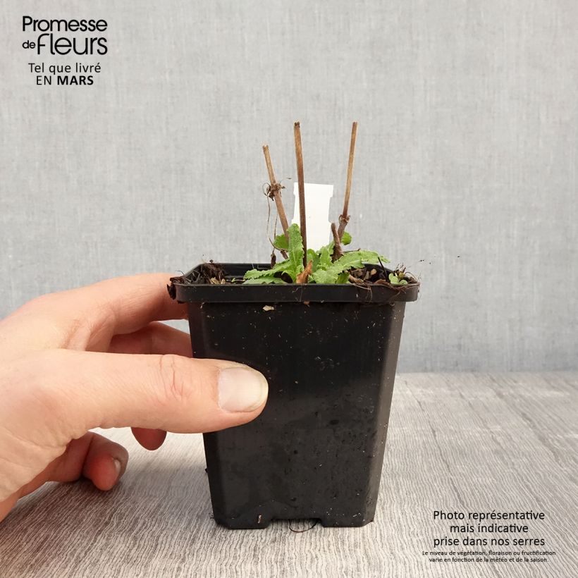 Salvia nemorosa Salute White - Woodland Sage 8/9 cm pot sample as delivered in spring