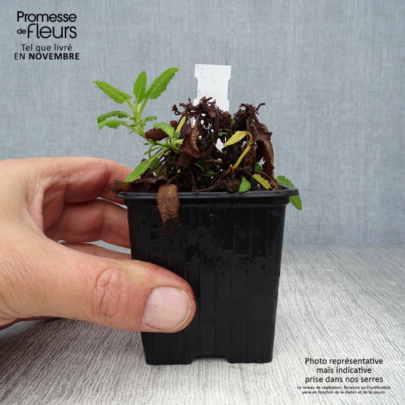 Salvia nemorosa Schneehügel - Woodland Sage 8/9 cm pot sample as delivered in autumn