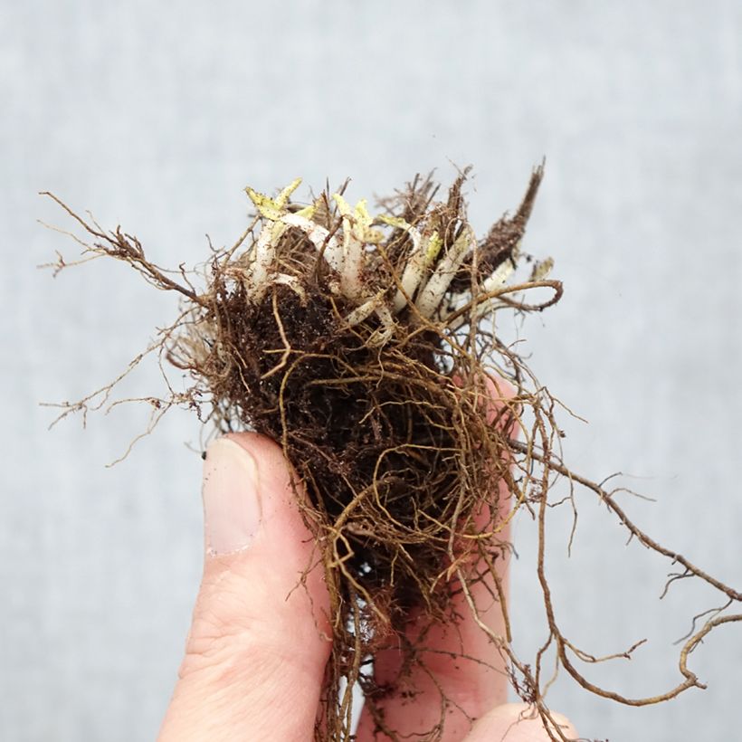 Salvia nemorosa Schneehügel - Woodland Sage Bare root sample as delivered in winter