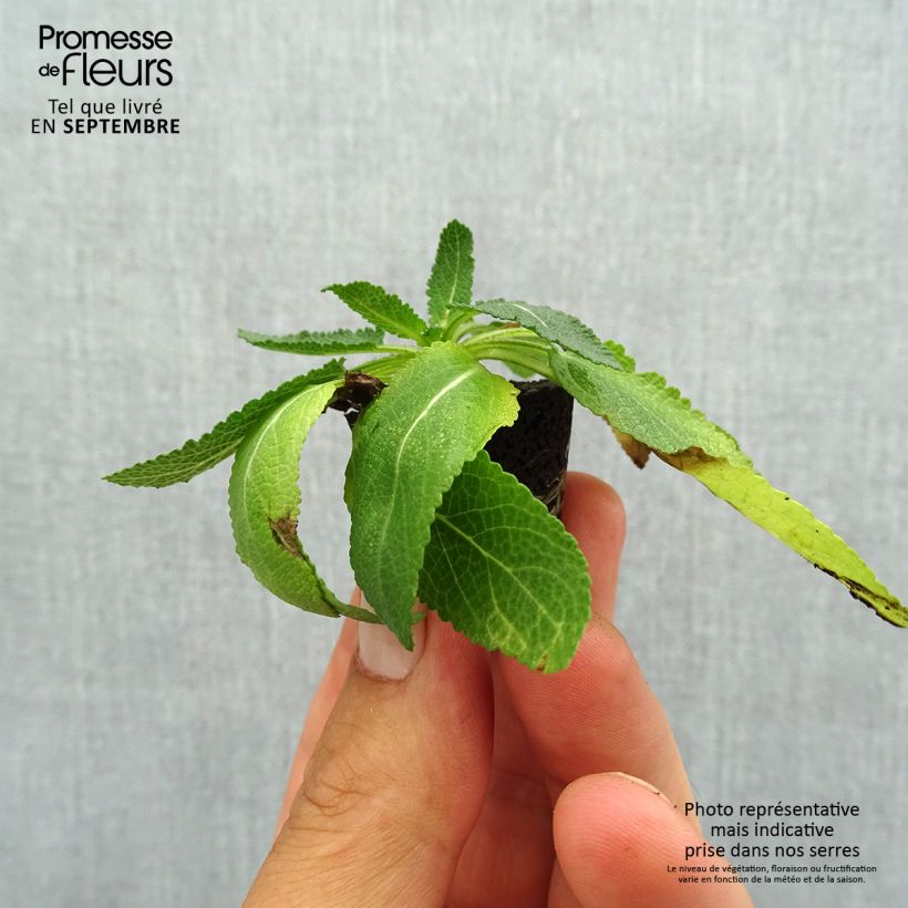 Salvia nemorosa Sensation Deep Blue - Woodland Sage Plug plant 3/4cm sample as delivered in autumn