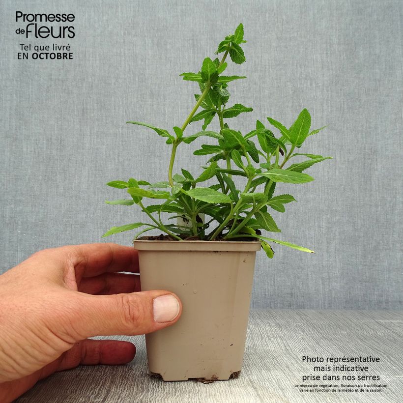 Salvia nemorosa Sensation Rose - Woodland Sage 8/9 cm pot sample as delivered in autumn
