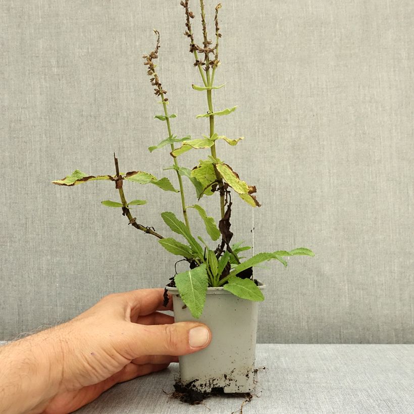 Salvia nemorosa Sensation White - Woodland Sage 8/9 cm pot sample as delivered in autumn