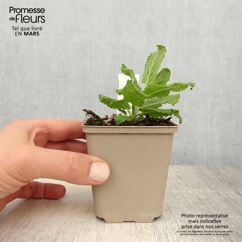 Salvia nemorosa Sensation White - Woodland Sage 8/9 cm pot sample as delivered in spring