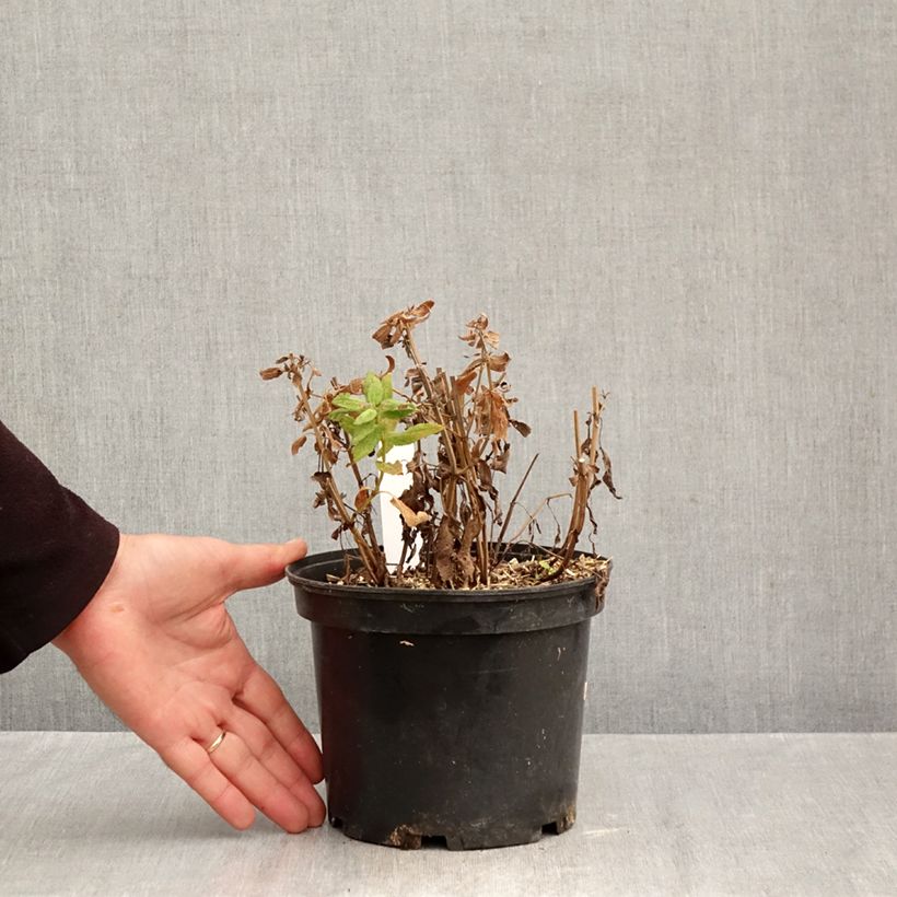 Salvia pratensis Lyrical Blues - Meadow Sage 2L/3L pot sample as delivered in autumn