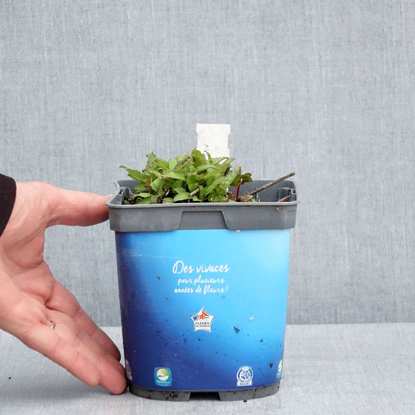 Salvia pratensis Lyrical Blues - Meadow Sage 2L/3L pot sample as delivered in spring