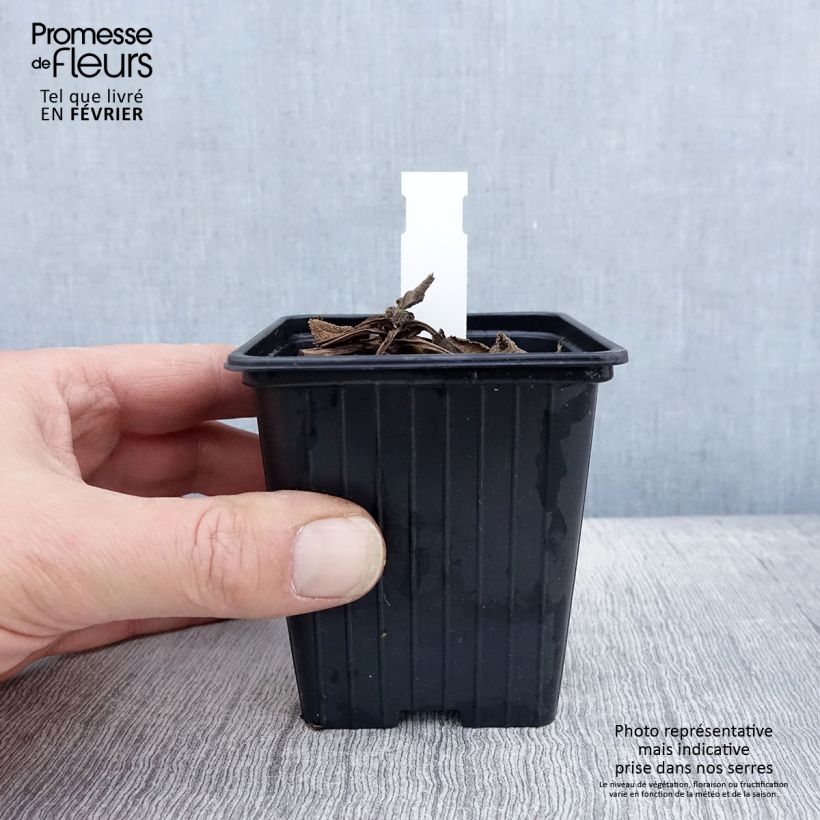 Salvia pratensis Madeline - Meadow Sage 8/9 cm pot sample as delivered in winter