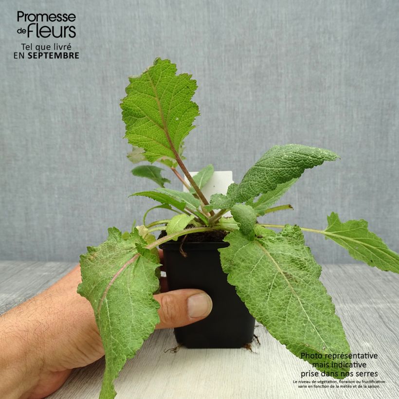 Salvia pratensis Rose Rhapsody - Meadow Sage 8/9 cm pot sample as delivered in autumn