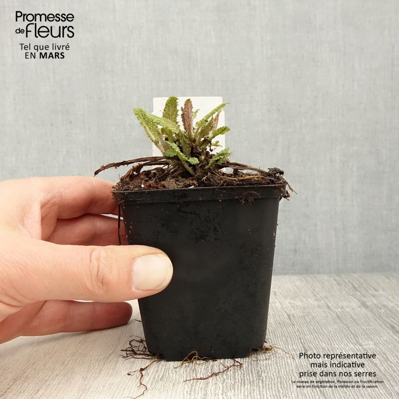 Salvia pratensis Rose Rhapsody - Meadow Sage 8/9 cm pot sample as delivered in spring