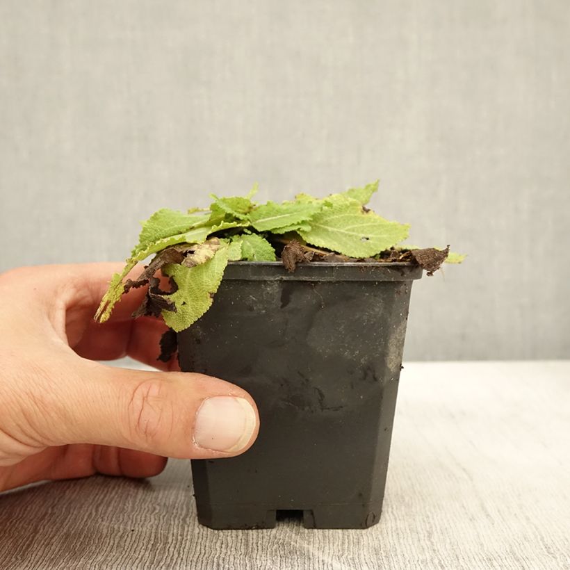 Salvia pratensis Sky Dance - Meadow Sage 8/9 cm pot sample as delivered in autumn