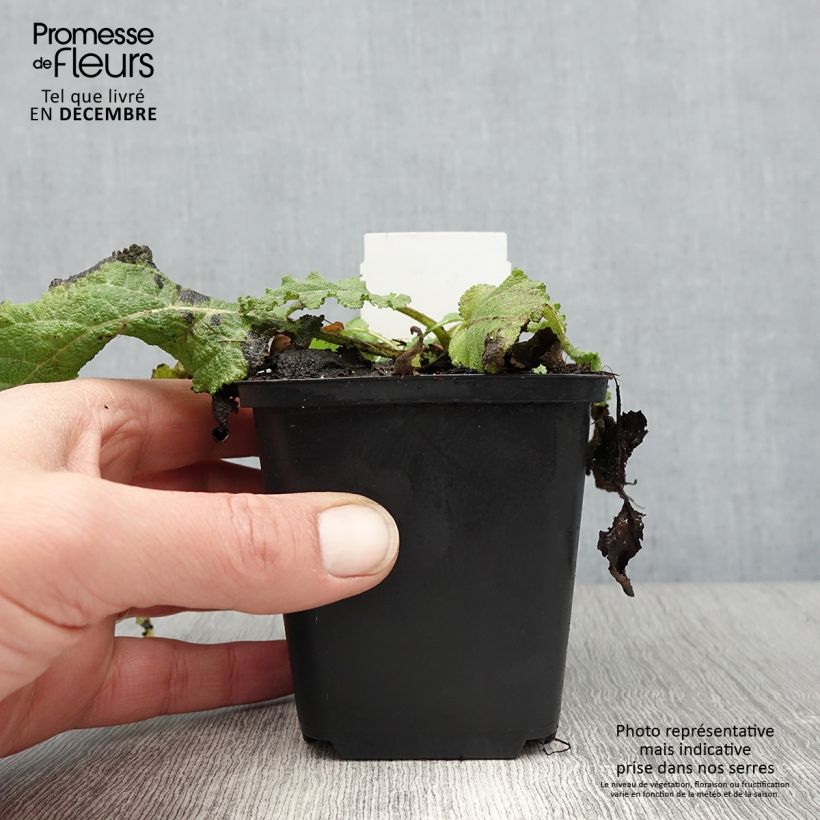 Salvia pratensis Sky Dance - Meadow Sage 8/9 cm pot sample as delivered in winter